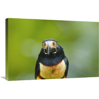 Collared Aracari, Costa Rica-Canvas Art-30"x20"