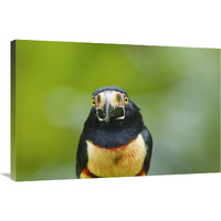 Collared Aracari, Costa Rica-Canvas Art-36"x24"