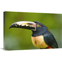 Collared Aracari, Costa Rica-Canvas Art-30"x20"