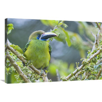 Emerald Toucanet, Costa Rica-Canvas Art-36&quotx24"