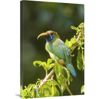 Emerald Toucanet, Costa Rica-Canvas Art-20"x30"