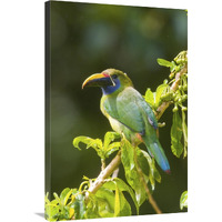 Emerald Toucanet, Costa Rica-Canvas Art-24"x36"