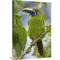 Emerald Toucanet, Costa Rica-Canvas Art-20"x30"