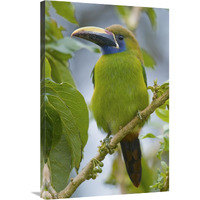 Emerald Toucanet, Costa Rica-Canvas Art-24"x36"