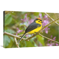 Collared Redstart, Costa Rica-Canvas Art-30&quotx20"