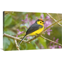 Collared Redstart, Costa Rica-Canvas Art-36"x24"