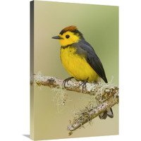 Collared Redstart, Costa Rica-Canvas Art-20"x30"