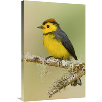 Collared Redstart, Costa Rica-Canvas Art-24&quotx36"