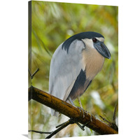 Boat-billed Heron, Costa Rica-Canvas Art-24"x36"