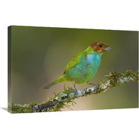 Bay-headed Tanager, Costa Rica-Canvas Art-30&quotx20"