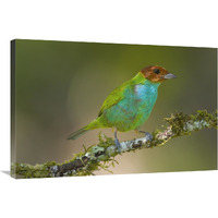 Bay-headed Tanager, Costa Rica-Canvas Art-36&quotx24"