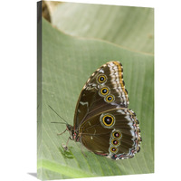 Blue Morpho butterfly, Ecuador-Canvas Art-20"x30"