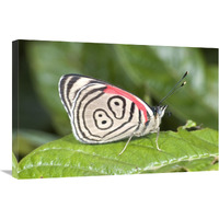 Eighty-nine butterfly, Ecuador-Canvas Art-30"x20"