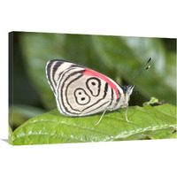 Eighty-nine butterfly, Ecuador-Canvas Art-36&quotx24"