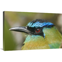 Blue-crowned Motmot, Costa Rica-Canvas Art-36"x24"