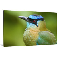 Blue-crowned Motmot, Costa Rica-Canvas Art-36"x24"