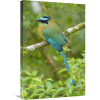 Blue-crowned Motmot, Costa Rica-Canvas Art-20"x30"