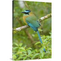 Blue-crowned Motmot, Costa Rica-Canvas Art-24"x36"