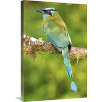 Blue-crowned Motmot, Costa Rica-Canvas Art-20"x30"