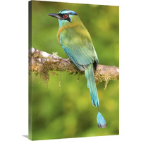 Blue-crowned Motmot, Costa Rica-Canvas Art-24&quotx36"