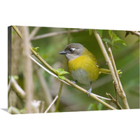 Common Bush-Tanager, Costa Rica-Canvas Art-30&quotx20"