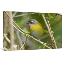 Common Bush-Tanager, Costa Rica-Canvas Art-36&quotx24"