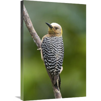 Hoffmann"s Woodpecker, Costa Rica-Canvas Art-20"x30"