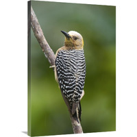 Hoffmann"s Woodpecker, Costa Rica-Canvas Art-24"x36"