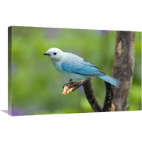 Blue-gray Tanager male, Costa Rica-Canvas Art-30&quotx20"