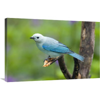 Blue-gray Tanager male, Costa Rica-Canvas Art-36"x24"