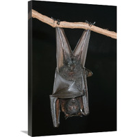 Large Flying Fox roosting, Michigan-Canvas Art-20"x30"