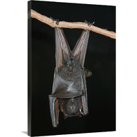 Large Flying Fox roosting, Michigan-Canvas Art-24"x36"