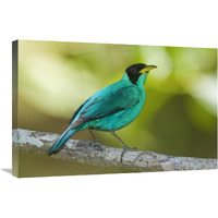 Green Honeycreeper male, Costa Rica-Canvas Art-30"x20"