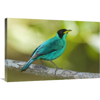 Green Honeycreeper male, Costa Rica-Canvas Art-36"x24"