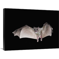 Egyptian Fruit Bat flying, Michigan-Canvas Art-32"x24"