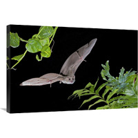 Egyptian Fruit Bat flying, Michigan-Canvas Art-36"x24"