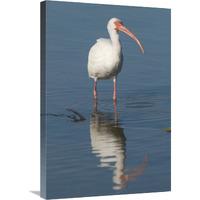 White Ibis, Fort Myers Beach, Florida-Canvas Art-20"x30"