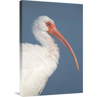 White Ibis, Fort Myers Beach, Florida-Canvas Art-20"x30"