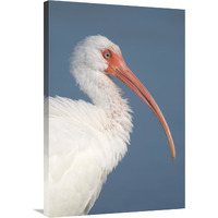 White Ibis, Fort Myers Beach, Florida-Canvas Art-24&quotx36"