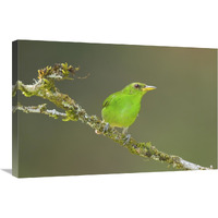 Green Honeycreeper female, Costa Rica-Canvas Art-30"x20"