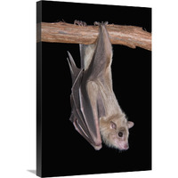 Egyptian Fruit Bat roosting, Michigan-Canvas Art-20"x30"