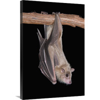 Egyptian Fruit Bat roosting, Michigan-Canvas Art-24"x36"