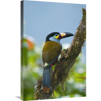 Plate-billed Mountain-Toucan, Ecuador-Canvas Art-20"x30"