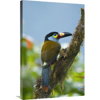 Plate-billed Mountain-Toucan, Ecuador-Canvas Art-24&quotx36"