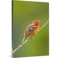 Flame-colored Tanager male, Costa Rica-Canvas Art-24"x36"