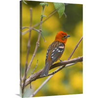 Flame-colored Tanager male, Costa Rica-Canvas Art-24&quotx36"