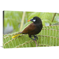 Chestnut-headed Oropendola, Costa Rica-Canvas Art-36&quotx24"