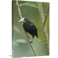 Chestnut-headed Oropendola, Costa Rica-Canvas Art-20"x30"