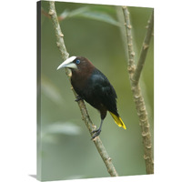 Chestnut-headed Oropendola, Costa Rica-Canvas Art-24"x36"