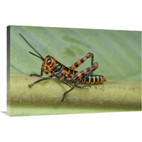 Lubber Grasshopper juvenile, Costa Rica-Canvas Art-36"x24"